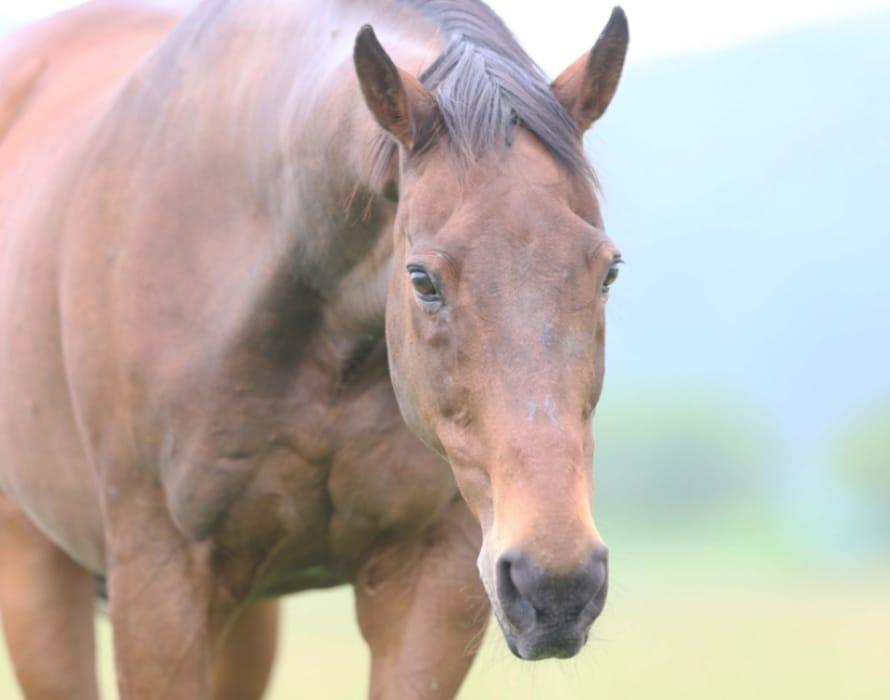 引退競走馬たち
